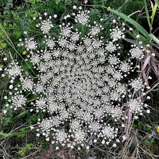 Image result for Daucus carota