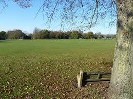 Image result for Shalford Cricket Club
