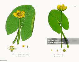 Attēlu rezultāti vaicājumam “Nuphar lutea flower”