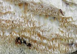 Attēlu rezultāti vaicājumam “Skeletocutis odora”