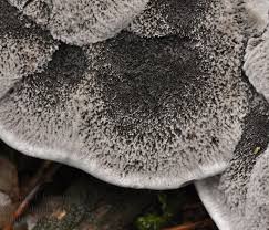 Attēlu rezultāti vaicājumam “Phellodon niger”