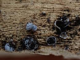 Attēlu rezultāti vaicājumam “Physarum bryomacrocarpum spores”