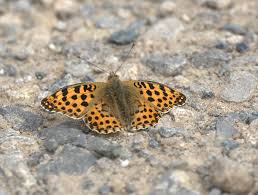 Attēlu rezultāti vaicājumam “Issoria lathonia upperside”