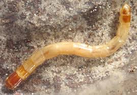 Attēlu rezultāti vaicājumam “Therevidae larva”