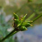 Attēlu rezultāti vaicājumam “Caltha palustris fruit”