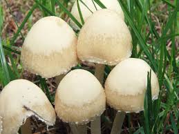 Attēlu rezultāti vaicājumam “Psathyrella pygmaea”