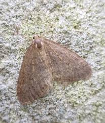 Attēlu rezultāti vaicājumam “Operophtera”