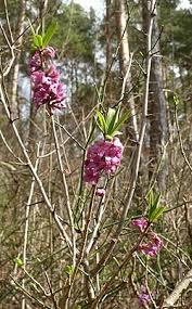 Attēlu rezultāti vaicājumam “Daphne mezereum flower”