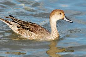 Attēlu rezultāti vaicājumam “Anas acuta”