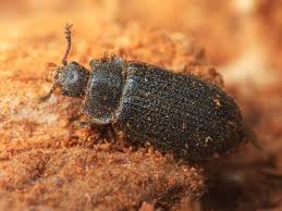 Attēlu rezultāti vaicājumam “Grynocharis oblonga”