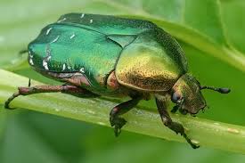 Attēlu rezultāti vaicājumam “Potosia cuprea imago”