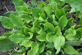 Attēlu rezultāti vaicājumam “Rumex acetosa”