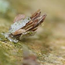 Attēlu rezultāti vaicājumam “Proutia betulina”