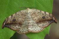 Attēlu rezultāti vaicājumam “Drepana falcataria”