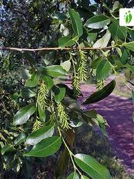 Attēlu rezultāti vaicājumam “Salix pentandra fruit”