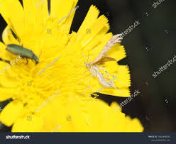 Attēlu rezultāti vaicājumam “Gillmeria pallidactyla”