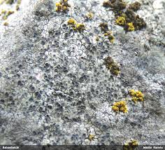 Attēlu rezultāti vaicājumam “Diachea muscorum”