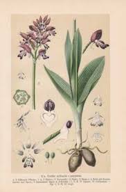 Attēlu rezultāti vaicājumam “Orchis militaris”