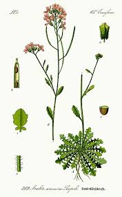 Attēlu rezultāti vaicājumam “Cardaminopsis arenosa fruit”