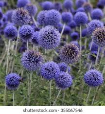 Image result for Echinops spaerocephalus