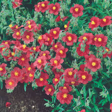 Attēlu rezultāti vaicājumam “Helianthemum x hybridum flower”