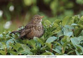 Attēlu rezultāti vaicājumam “Turdus merula female”