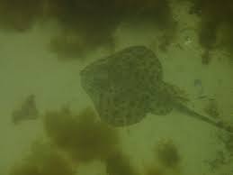 Image result for Leucoraja erinaceus