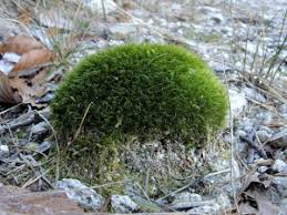 Attēlu rezultāti vaicājumam “Paraleucobryum longifolium”