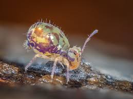 Attēlu rezultāti vaicājumam “Collaria rubens”