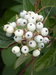 Attēlu rezultāti vaicājumam “Cornus sericea fruit”
