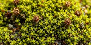 Attēlu rezultāti vaicājumam “Barbula”