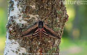 Attēlu rezultāti vaicājumam “Sphinx ligustri”