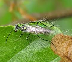 Attēlu rezultāti vaicājumam “Rhogogaster viridis”