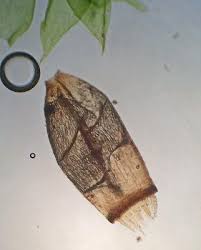 Attēlu rezultāti vaicājumam “Campylium chrysophyllum”