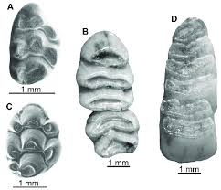 Attēlu rezultāti vaicājumam “Muridae”
