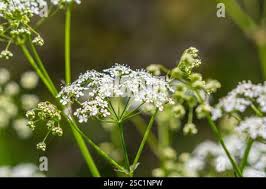 Image result for Chaerophyllum aureum