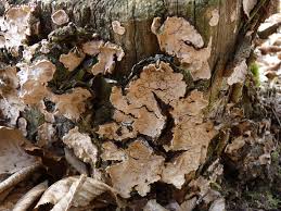 Attēlu rezultāti vaicājumam “Stereum rugosum”