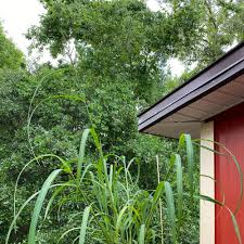 Attēlu rezultāti vaicājumam “Iris rosenbachiana”