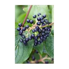 Attēlu rezultāti vaicājumam “Cornus sanguinea fruit”
