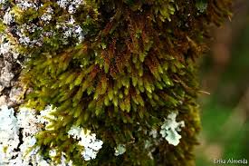 Attēlu rezultāti vaicājumam “Leucodon sciuroides”