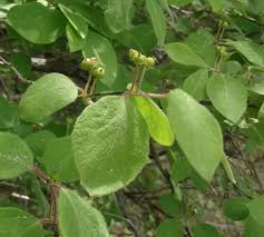 Attēlu rezultāti vaicājumam “Lonicera xylosteum leaf”