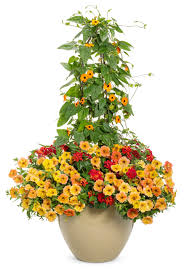 Image result for Thunbergia alata