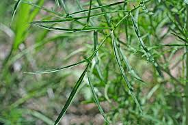 Attēlu rezultāti vaicājumam “Sisymbrium altissimum leaf”