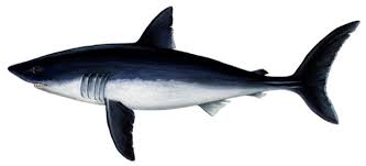 Image result for Lamna nasus