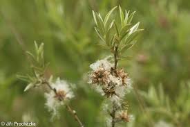 Attēlu rezultāti vaicājumam “Salix repens subsp. rosmarinifolia”