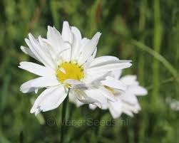 Attēlu rezultāti vaicājumam “Tripleurospermum inodorum flower”