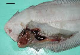 Image result for Solea solea