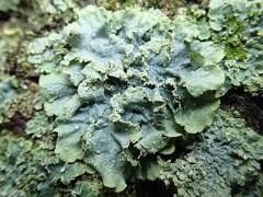 Attēlu rezultāti vaicājumam “Punctelia subrudecta”