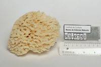 Attēlu rezultāti vaicājumam “Spongia”