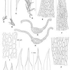Attēlu rezultāti vaicājumam “Dicranella schreberiana sporophyte”